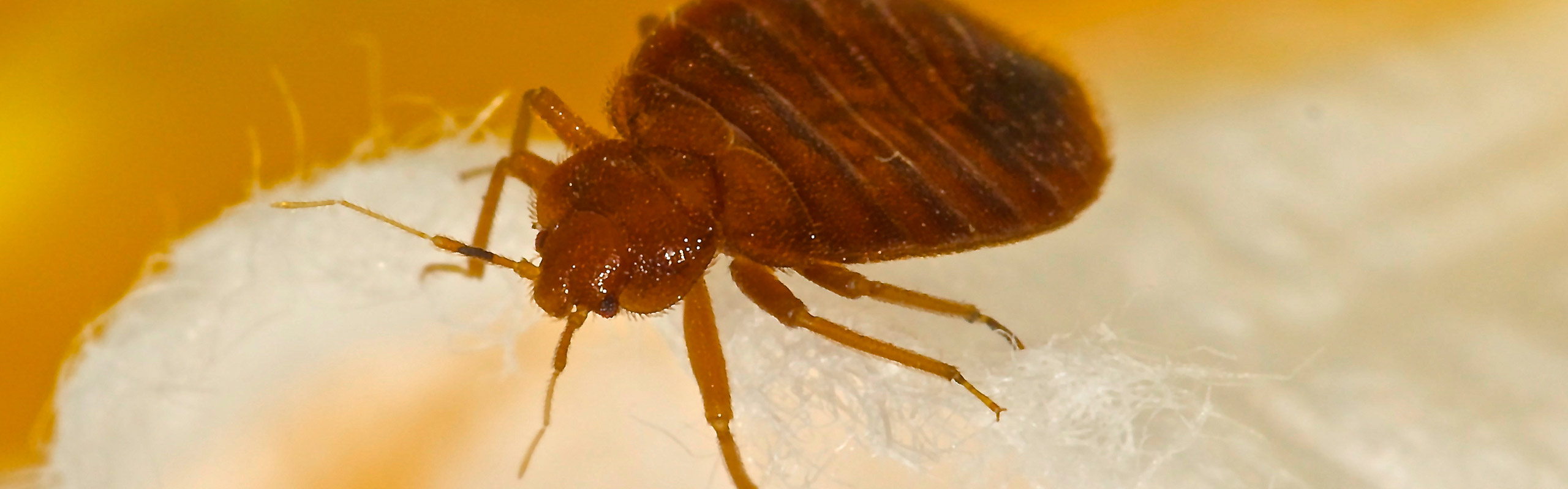 Bed Bug Control