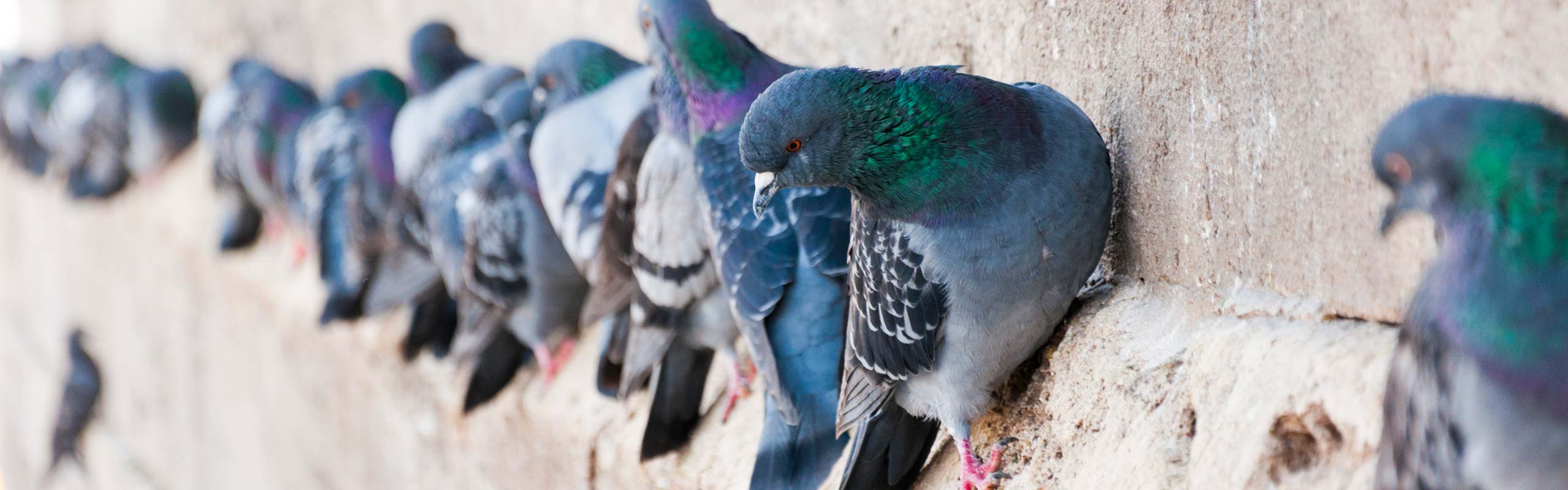 Bird Prevention Services